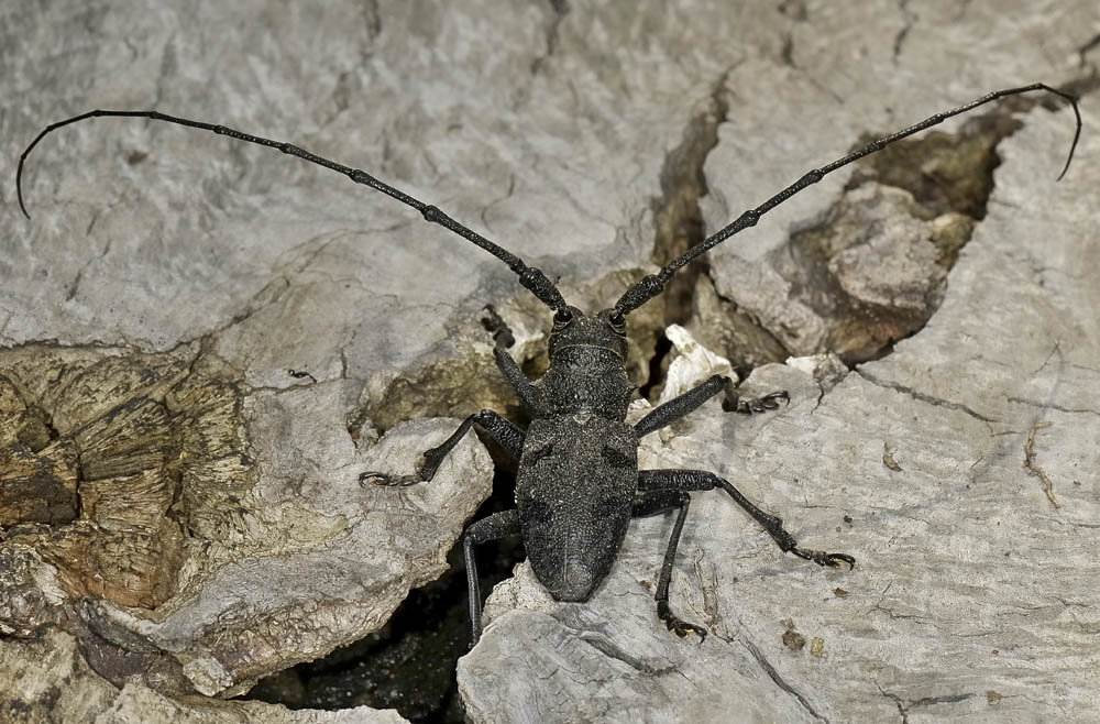 Morimus asper (con antenne esagerate)
